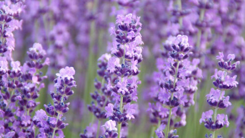 Lavender, the plant with surprising effects.