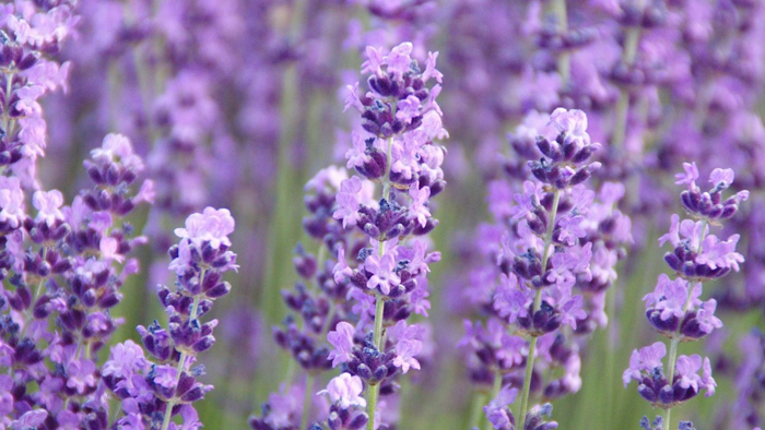 lavender flower