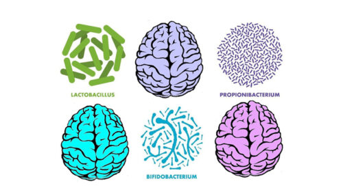 Through the Stomach to the … Brain!