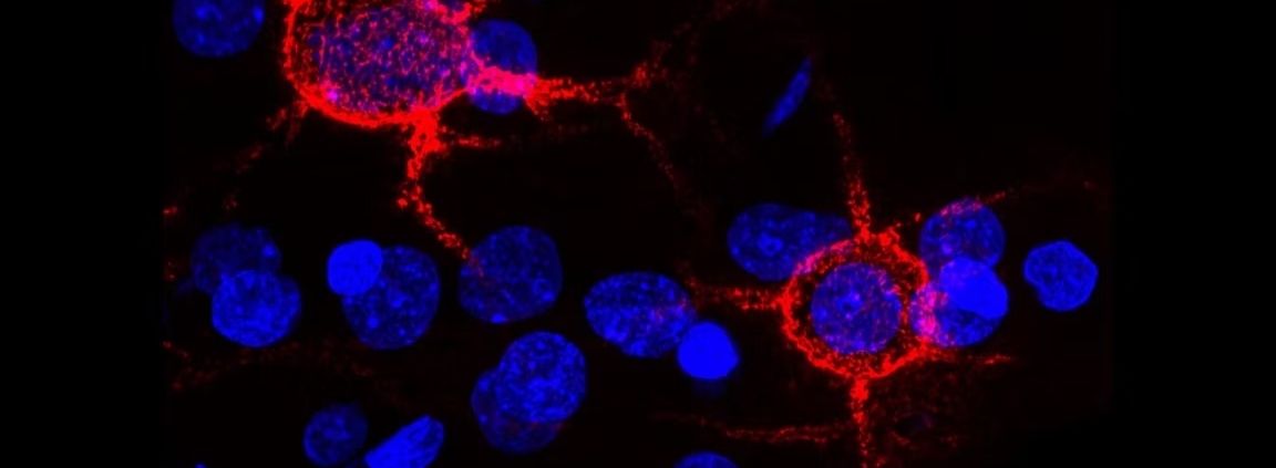 How the Aging Brain Processes Touch Differently: New Research on the Somatosensory Cortex