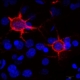 How the Aging Brain Processes Touch Differently: New Research on the Somatosensory Cortex