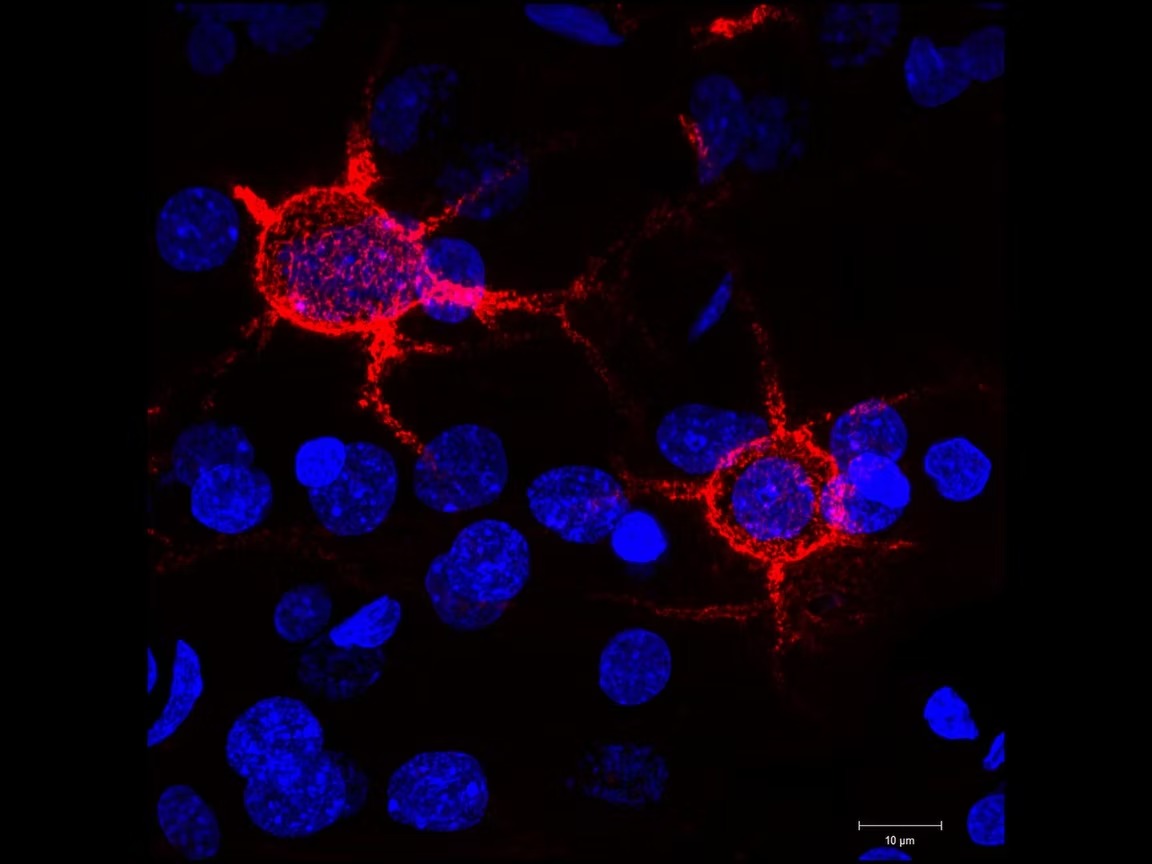 How the Aging Brain Processes Touch Differently: New Research on the Somatosensory Cortex