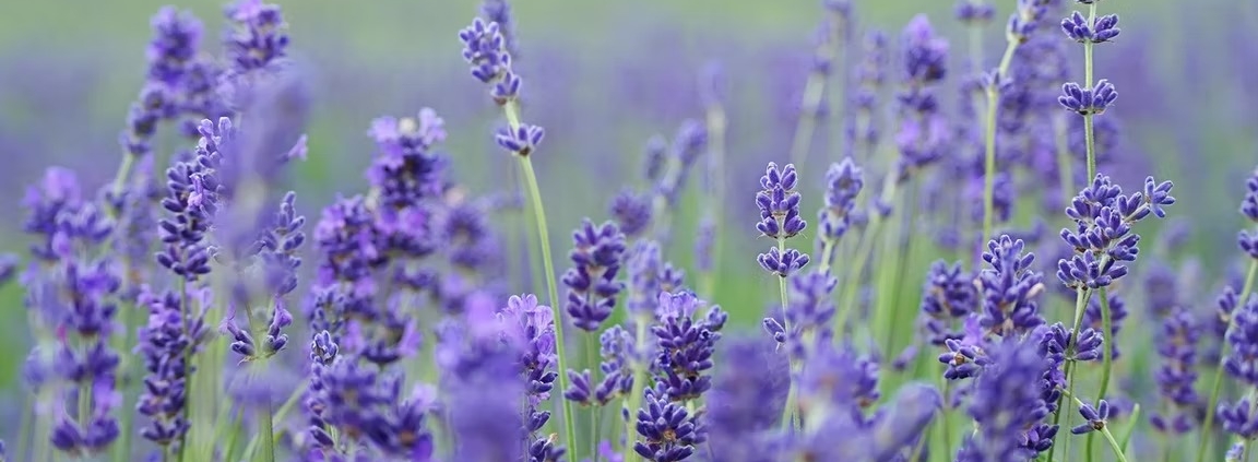 Lavender Oil for Anxiety and Sleep: The Science Behind Linalool, Silexan, and CalmAid