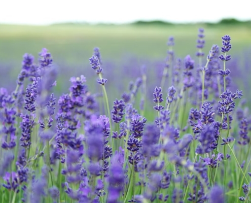 Lavender Oil for Anxiety and Sleep: The Science Behind Linalool, Silexan, and CalmAid