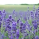 Lavender Oil for Anxiety and Sleep: The Science Behind Linalool, Silexan, and CalmAid