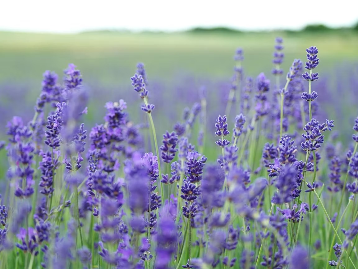 Lavender Oil for Anxiety and Sleep: The Science Behind Linalool, Silexan, and CalmAid